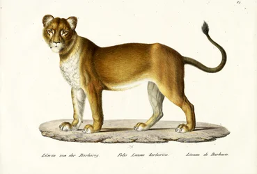 Barbary-Löwin, 1824